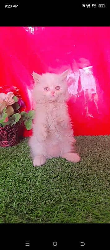 Persian White Blue Eyes Kittens Triple Coated 5