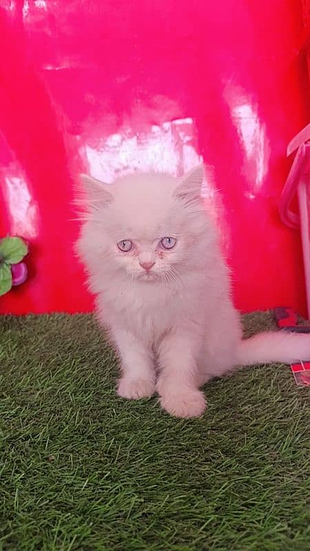 Persian White Blue Eyes Kittens Triple Coated 7