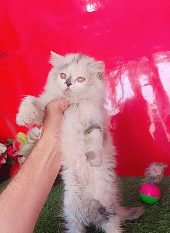 Persian White Blue Eyes Kittens Triple Coated 8