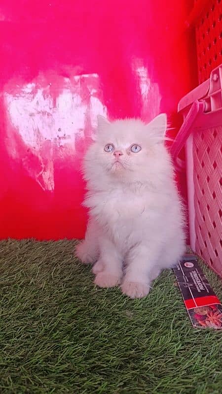 Persian White Blue Eyes Kittens Triple Coated 9