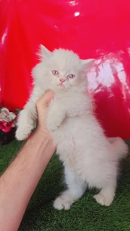 Persian White Blue Eyes Kittens Triple Coated 10