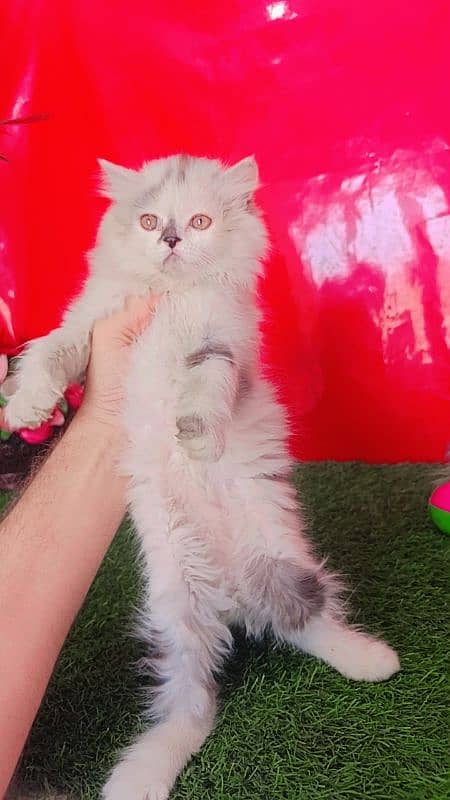 Persian White Blue Eyes Kittens Triple Coated 11