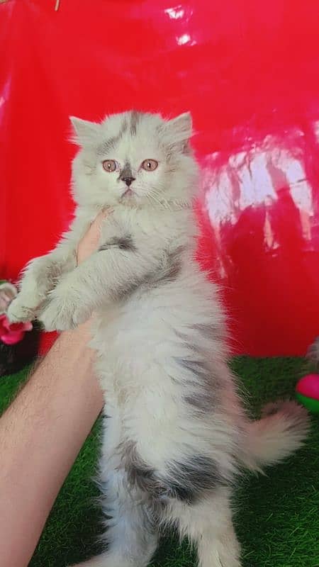 Persian White Blue Eyes Kittens Triple Coated 12