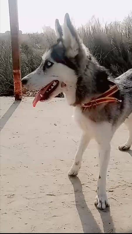 syberian husky 0