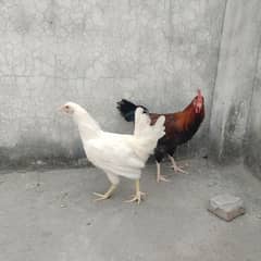 golden Misri pair eggs startr