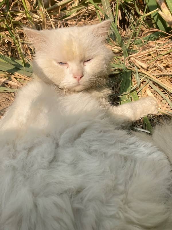 Persian male cat  white fun blue eyes triple coat 0