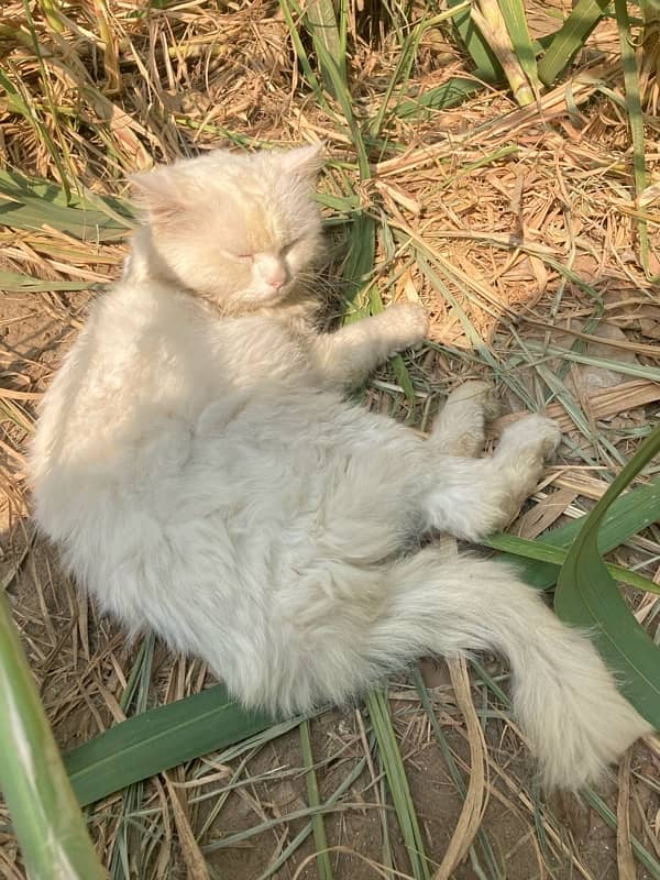 Persian male cat  white fun blue eyes triple coat 1