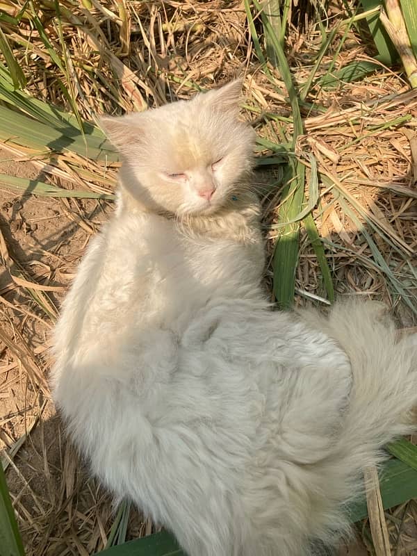 Persian male cat  white fun blue eyes triple coat 2