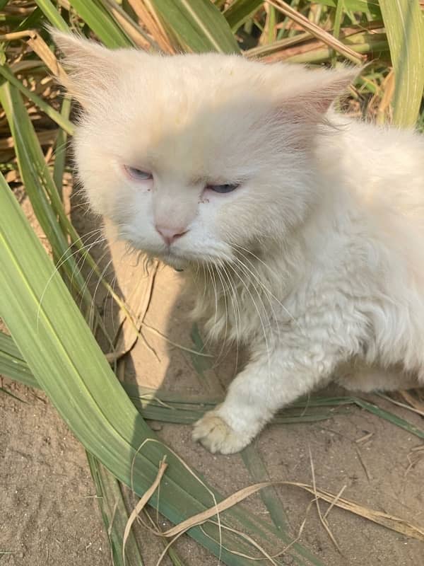 Persian male cat  white fun blue eyes triple coat 3