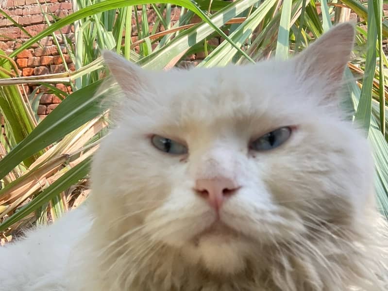 Persian male cat  white fun blue eyes triple coat 5