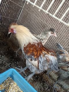 Araucana/ Blue green egg laying males and Pairs