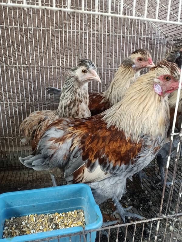 Araucana/ Blue green egg laying males and Pairs 1