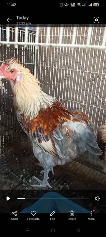 Araucana/ Blue green egg laying males and Pairs 2