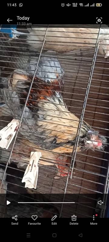 Araucana/ Blue green egg laying males and Pairs 3