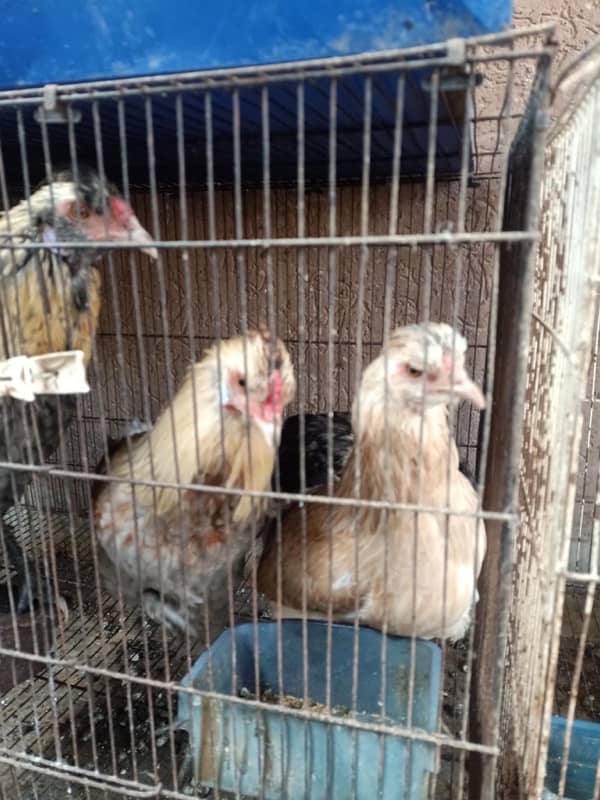 Araucana/ Blue green egg laying males and Pairs 4