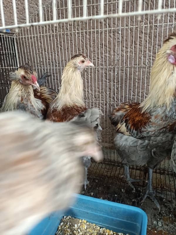 Araucana/ Blue green egg laying males and Pairs 5