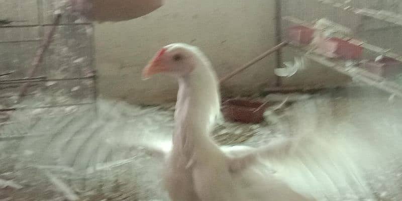 white Aseel shamo male for sale 0