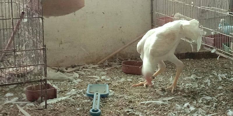 white Aseel shamo male for sale 3