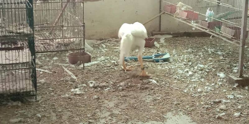 white Aseel shamo male for sale 5