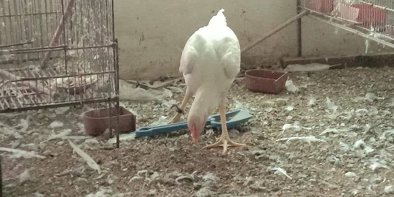 white Aseel shamo male for sale 7