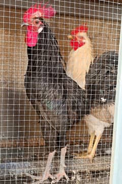 Australorp Murgha for sale