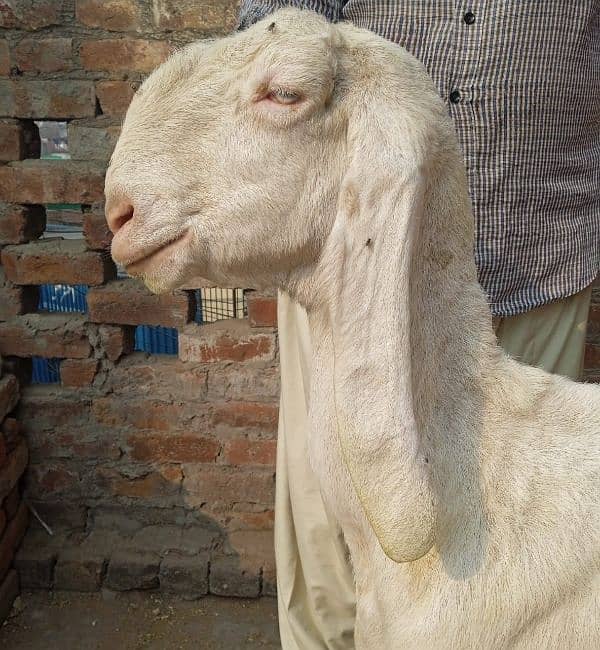 Rajanpuri bakri 0