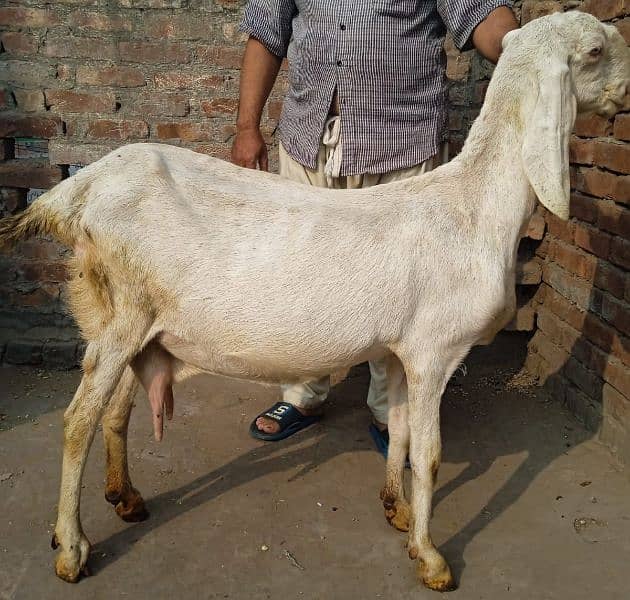 Rajanpuri bakri 2