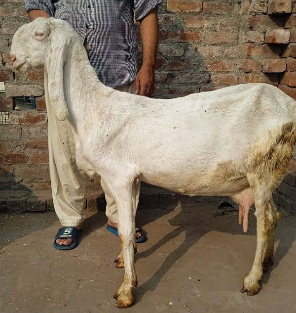 Rajanpuri bakri 3