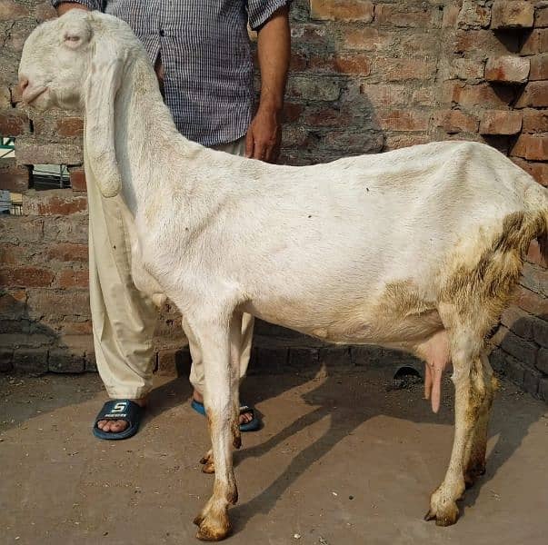 Rajanpuri bakri 5