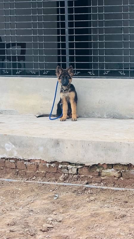 german shepherd 4  month male fully vaccinated 0