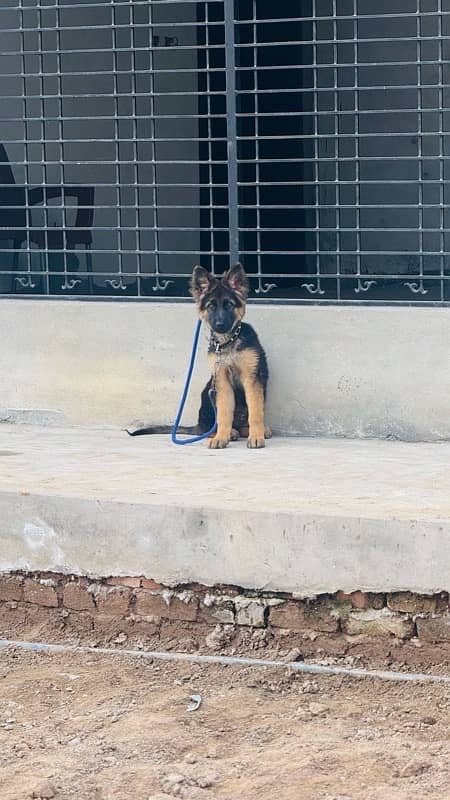 german shepherd 4  month male fully vaccinated 4