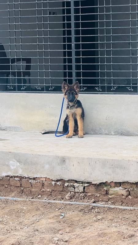 german shepherd 4  month male fully vaccinated 8