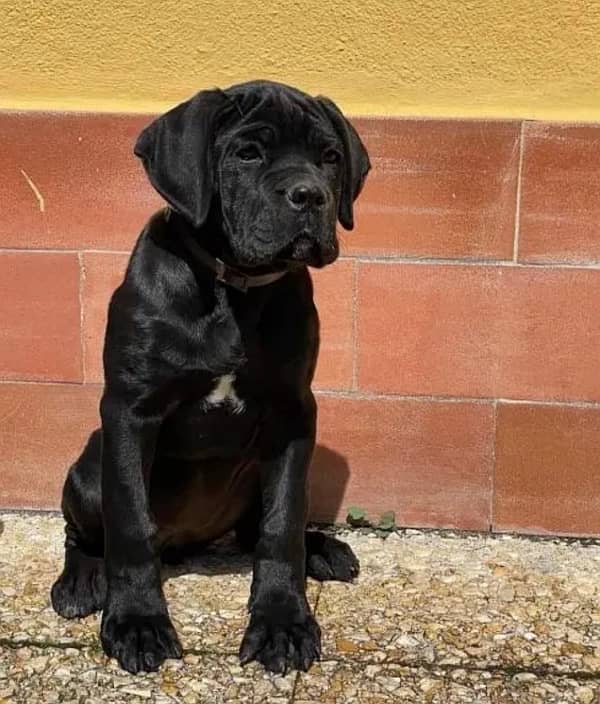 cane corso imported pedigree microchipped puppies available here 2