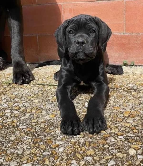 cane corso imported pedigree microchipped puppies available here 3