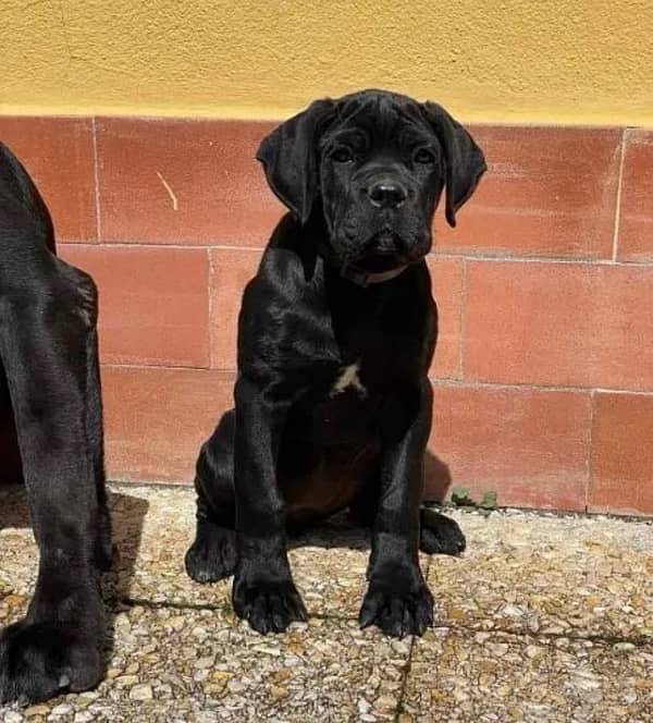 cane corso imported pedigree microchipped puppies available here 4