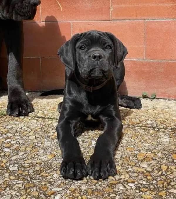 cane corso imported pedigree microchipped puppies available here 5