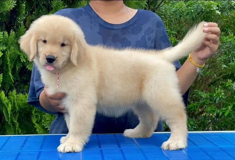 Golden retriever original American pure champion blood available here 0