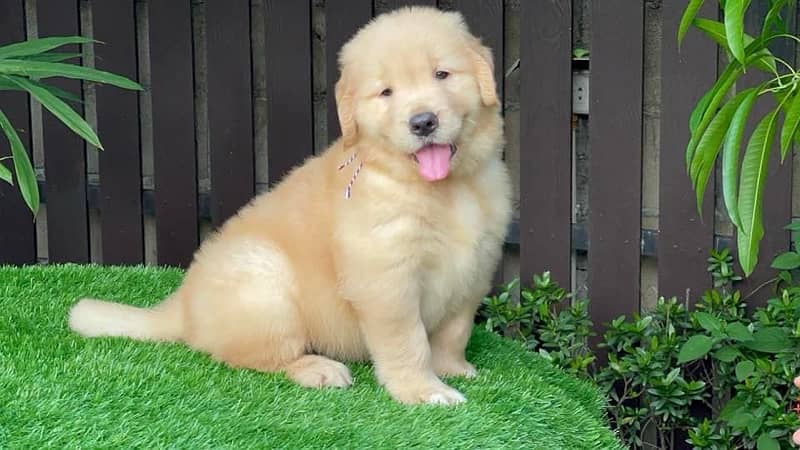 Golden retriever original American pure champion blood available here 3