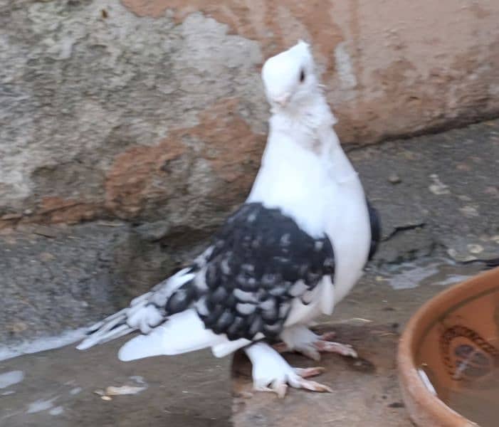 King breeder pair. King Pathay. One black king female. Sentinent Male 18