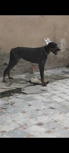 doberman female