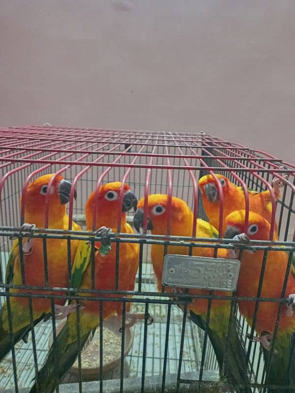 Sun Conure 5 Piece 0