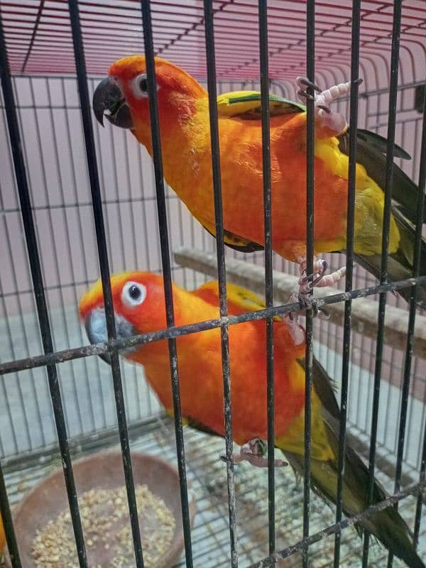 Sun Conure 5 Piece 1