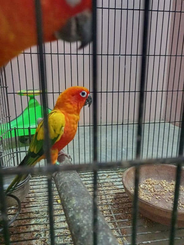 Sun Conure 5 Piece 2