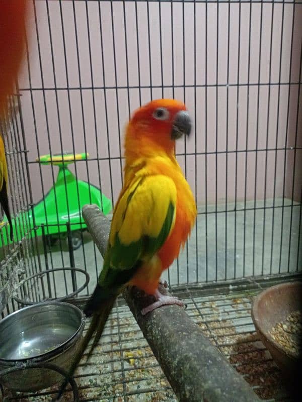 Sun Conure 5 Piece 3