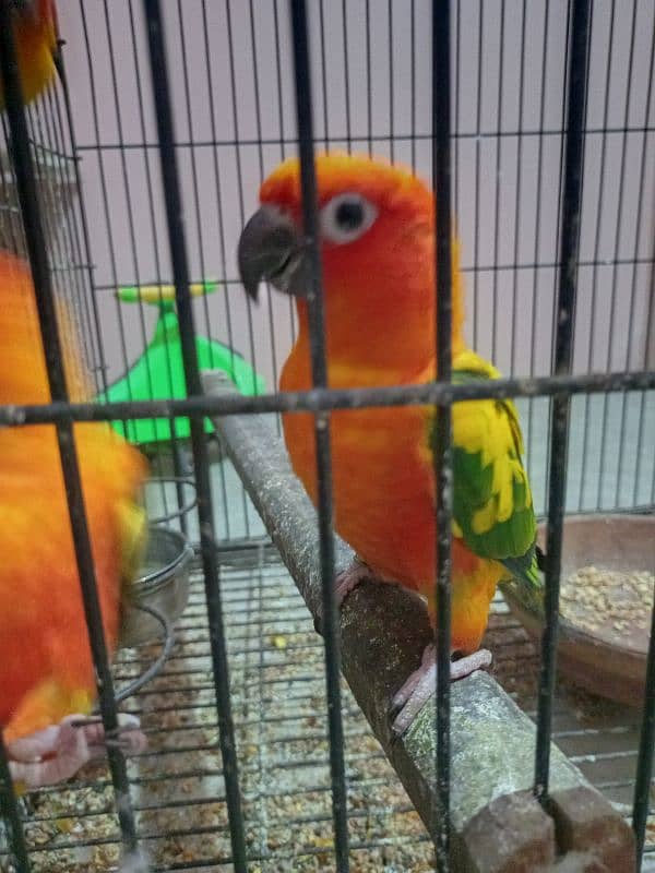 Sun Conure 5 Piece 4