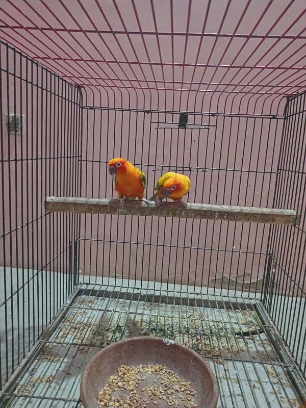 Sun Conure 5 Piece 5