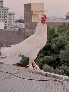 Heera Aseel Breeder with 2 Females