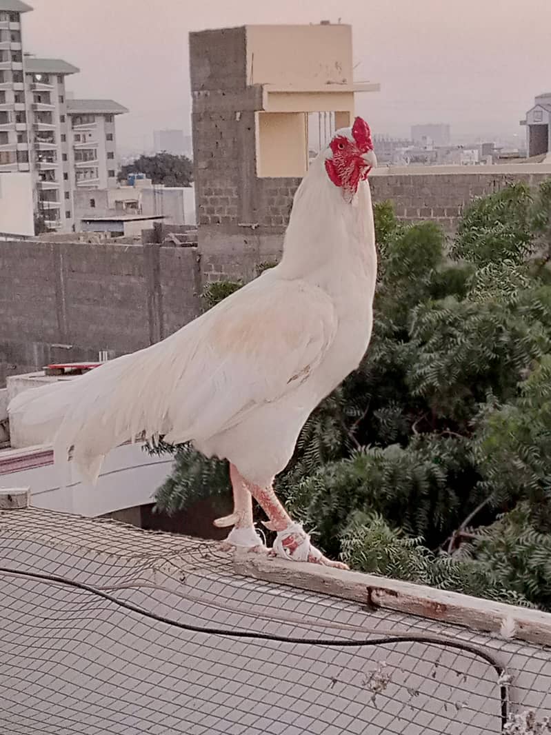 Heera Aseel Breeder with 2 Females 0