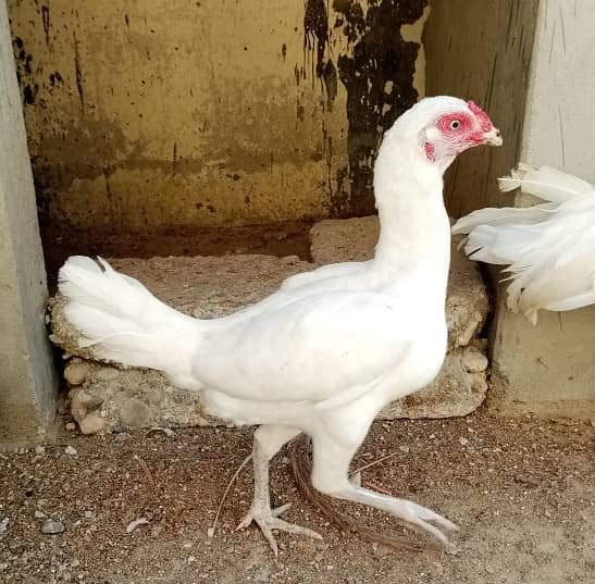 Heera Aseel Breeder with 2 Females 1