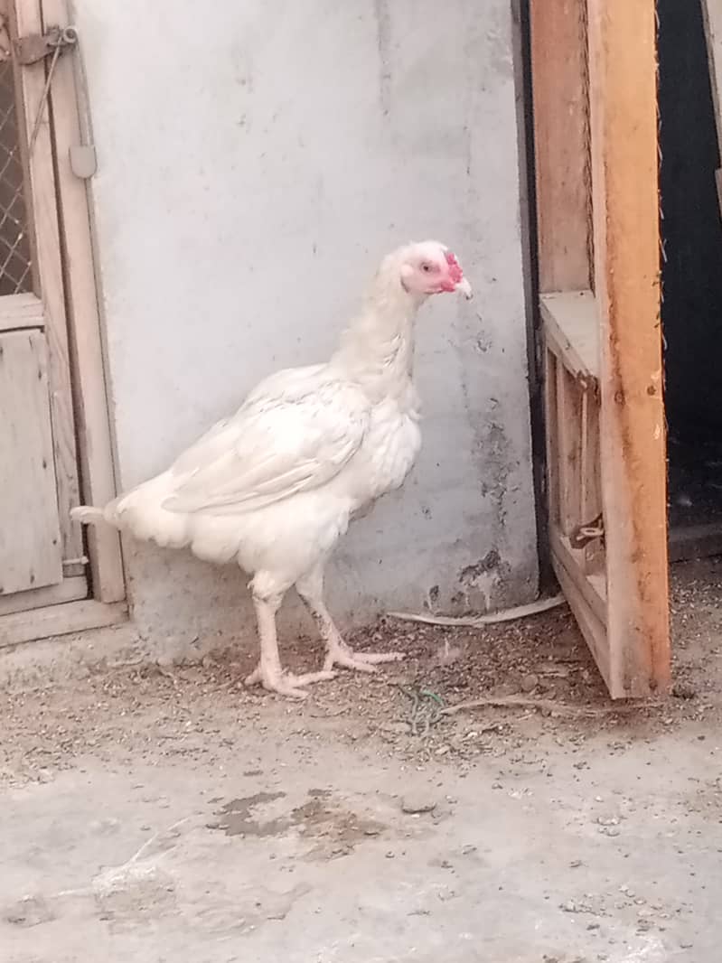 Heera Aseel Breeder with 2 Females 2